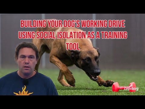 Building Your Dog's Working Drive Using Social Isolation