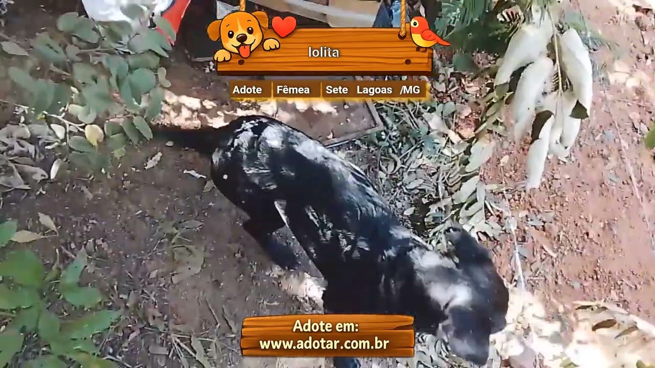 Cachorro raça SRD-ViraLata idade 1 ano nome lolita