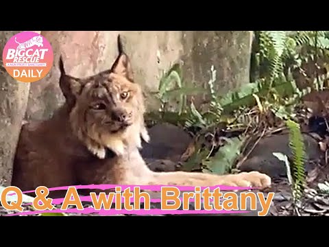 Big Cat Rescue LIVE Q&A with Brittany at Big Cat Rescue 08 04 2022