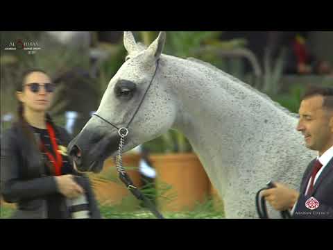 N 184 EKATERA   Al Shiraa International Arabian Horse Show 2020