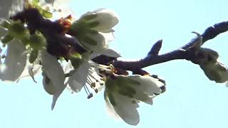 ONE MORE MATINEE, MARK KNOPFLER 3times, Lyrics below