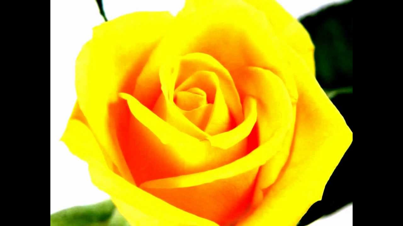 Aao Milke Ise Chalaayen Lyrics  | Hum Dono | Nana Patekar, Rishi Kapoor | Udit Narayan | Anand Shrivastav, Kumar Sanu