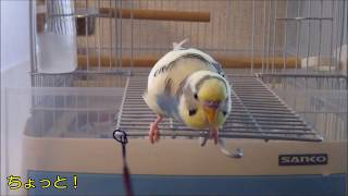 もがくセキセイインコ　ぐりぐり姿が面白かわいい白玉きなこちゃん