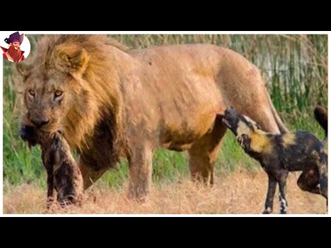 15 Momentos En Los Que Leones Macho Atacan Sin Piedad A Su Presa