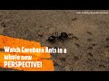 Carebara Ants Watch Them In A Whole New PERSPECTIVE