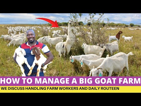 , title : 'How To Manage 10000 GOATS Farm On a Small Budget'