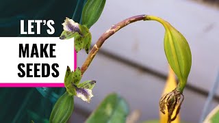 How to Make Orchid Seeds - From Flowers to Seedpod and Tips for Orchid Pollination