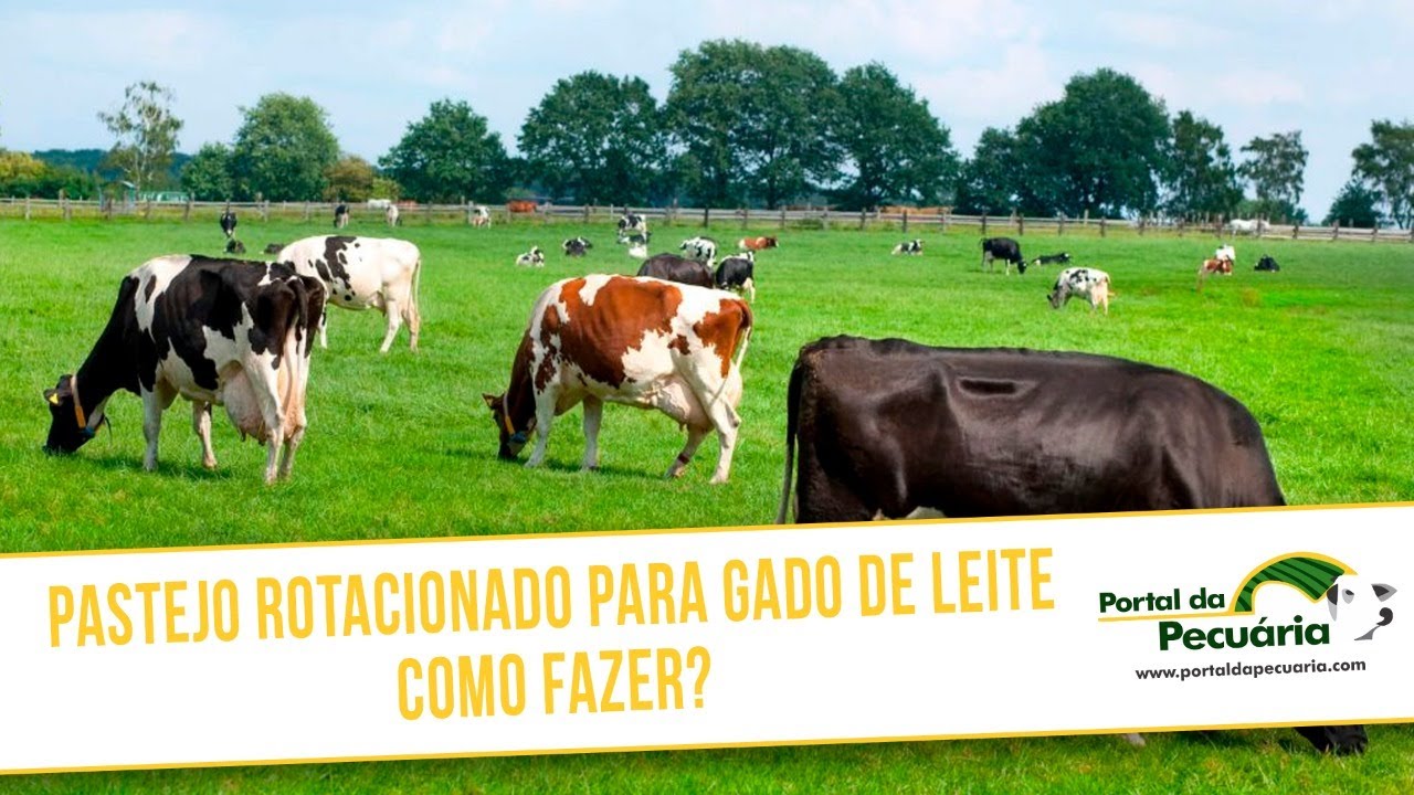 Pastejo rotacionado para gado de leite - como fazer