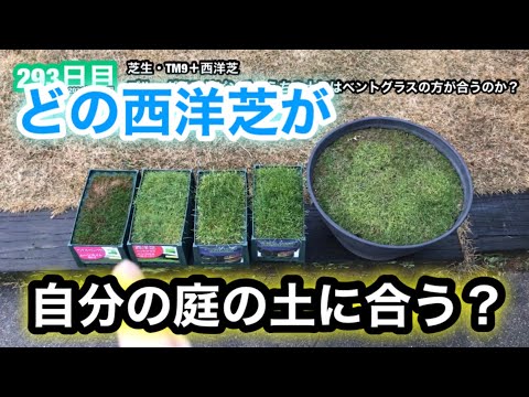 ベントグラス、ボグパイプグラス 植物