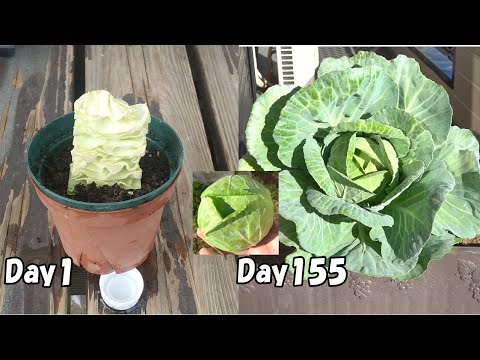 , title : 'スーパーで買った半玉キャベツの再生栽培(リボべジ)【プランター】/ How to regrow cabbage from store bought half cabbage'