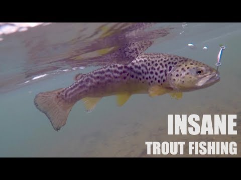 ABSURD TROUT FISHING CHALLENGE!!! (Surprise Ending - Underwater)