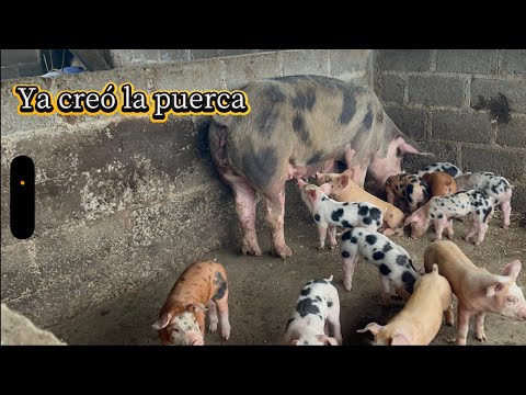 THE PIG HAS ALREADY GIVEN BIRTH