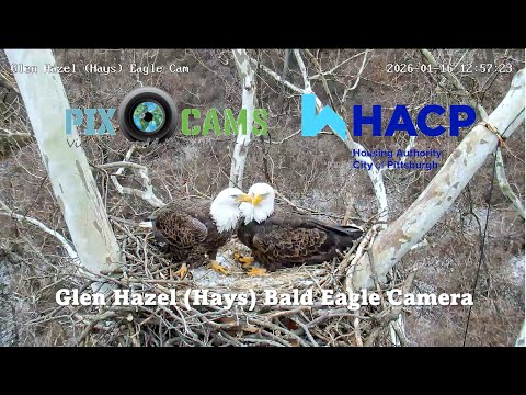 Glen Hazel (Hays) Bald Eagle Camera LIVE CAM - TWO EGGS!