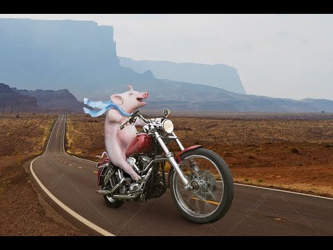 Salty Hog & Badger Bell, Route 66, 27/11/2021.