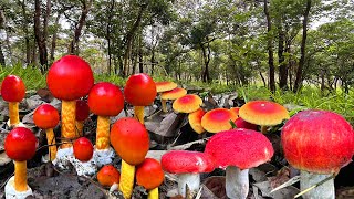 สวยจริงๆ!!เก็บเห็ดก่อแดงใหญ่,เห็ดระโงกแดง สีสันสวยงามจริงๆ