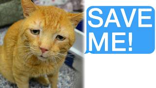 r/Offmychest I Stole Back My Own Cat
