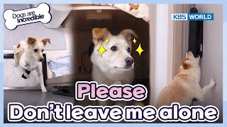 Please, don't leave me alone😢 [Dogs Are Incredible : EP.212-1] | KBS WORLD TV 240326