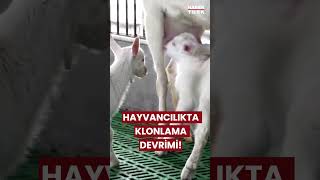 Süt Veriminde Klonlama Devrimi: Hayvancılıkta Yeni Çağ