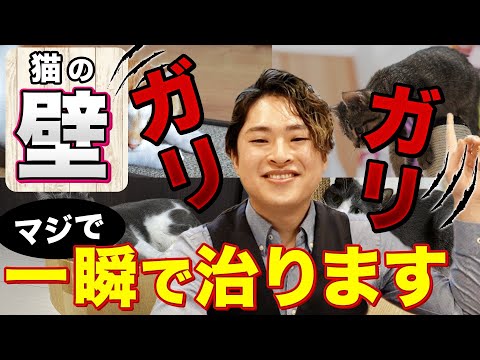 猫に爪とぎの使い方を教える