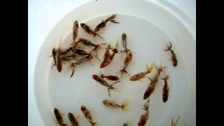 Wholesale Calico Fantails