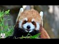 Incredibly Adorable Red Panda Playing Compilation