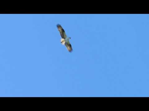 osprey courtship sky dance with fish