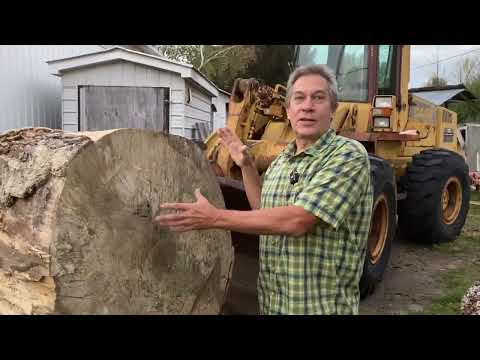 Monster Log Showcase — Reclaimed Hardwood Timber