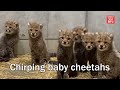 Chirping baby cheetahs