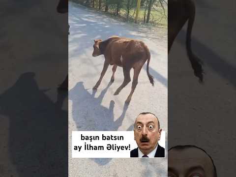 Oğru İlham Əliyev camaatı barmağına dolayıb! Məşğulluq idarəsi vətəndaşların qayğısına qalır!
