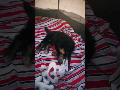 Cavapoo Welpe kaufen