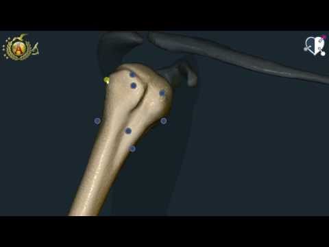 Apparato locomotore 26: Omero