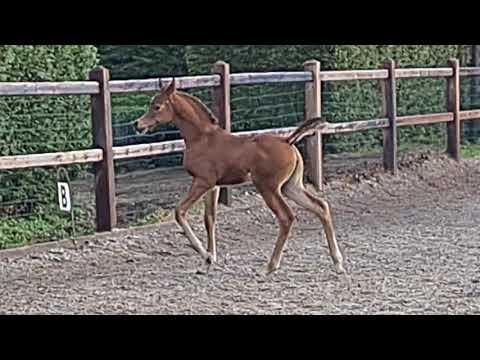 Azalea Kossack (A Kanz of Kossack x Adream of Kossack by WH Justice)