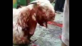 preview picture of video 'keajaiban kambing disembelih masih hidup'