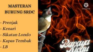 Download lagu Masteran Burung SRDC, Kombinasi RollTembak idaman Juri ‼️ mp3
