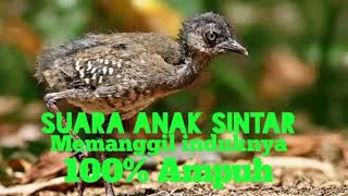 Download lagu Suara Anak Burung Sintar Ladang || MP3 Pemanggil burung Sintar Ladang @YuliusHunter mp3 Download lagu Suara Anak Burung Sintar Ladang || MP3 Pemanggil burung Sintar Ladang @YuliusHunter mp3