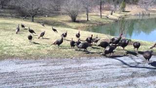 preview picture of video 'Feeding Wild Turkeys, The Video.'