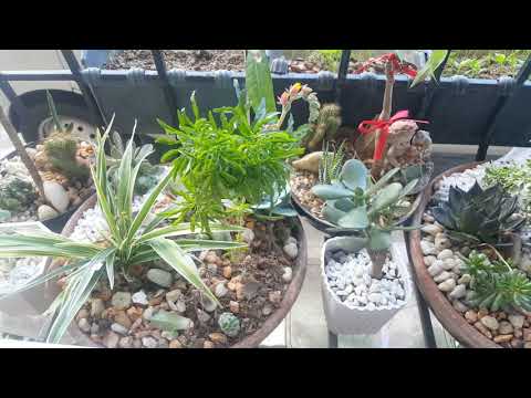 How my cactus and succulent help me feel stressfree