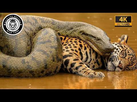 Anaconda – The Gigantic Ruler of the Amazon Swamps #wildlife | Animal Documentary