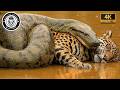 Anaconda The Gigantic Ruler Of The Amazon Swamps Wildlife Animal Documentary