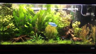 Download lagu Fluval Roma 200. Acuario comunitario mp3 Download lagu Fluval Roma 200. Acuario comunitario mp3