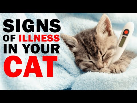 Recognizing the Signs of Illness in Cats