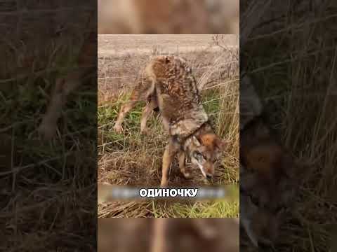 Парень не бросил волка даже ПОСЛЕ нападения😰🔥🐺