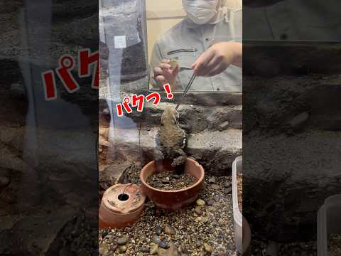 国際関係学科 千葉県立中央博物館にいたアズマヒキガエル！#千葉県立中央博物館　#千葉県議会議員 #水野ゆうき　#アズマヒキガエル