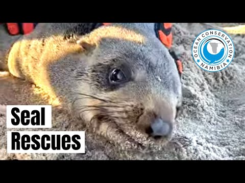 Seal Rescues: WHY and HOW