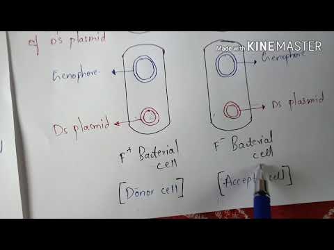 STRUCTURE OF BACTERIA BY PHANINDRA GUPTHA