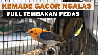 Download lagu SUARA CIT KERES JANTAN GACOR NGALAS ‼️ Masteran & Pancingan Burung Cabe Kemade BAHAN agar Bunyi Lot mp3 Download lagu SUARA CIT KERES JANTAN GACOR NGALAS ‼️ Masteran & Pancingan Burung Cabe Kemade BAHAN agar Bunyi Lot mp3