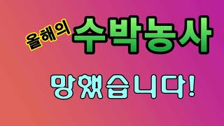 [텃밭농부.713]  올해 수박농사 완전 망했다. #수박재배