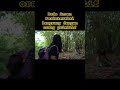 GOKIL DEDE INOEN MENDALAMI BAHASA SUKU HADZABE