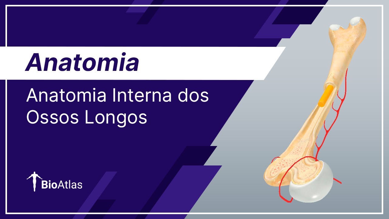 Anatomia Interna dos Ossos Longos | Anatomia Sistêmica (Atlas) | BioAtlas