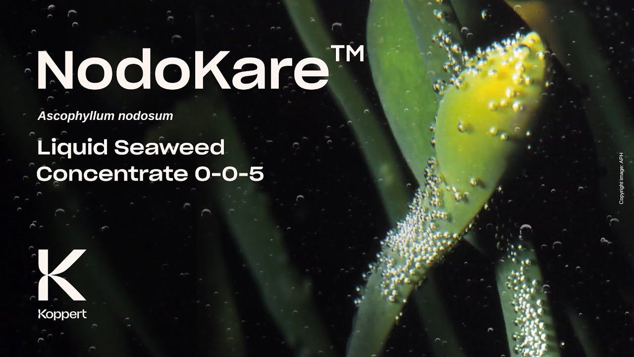 Video preview poster